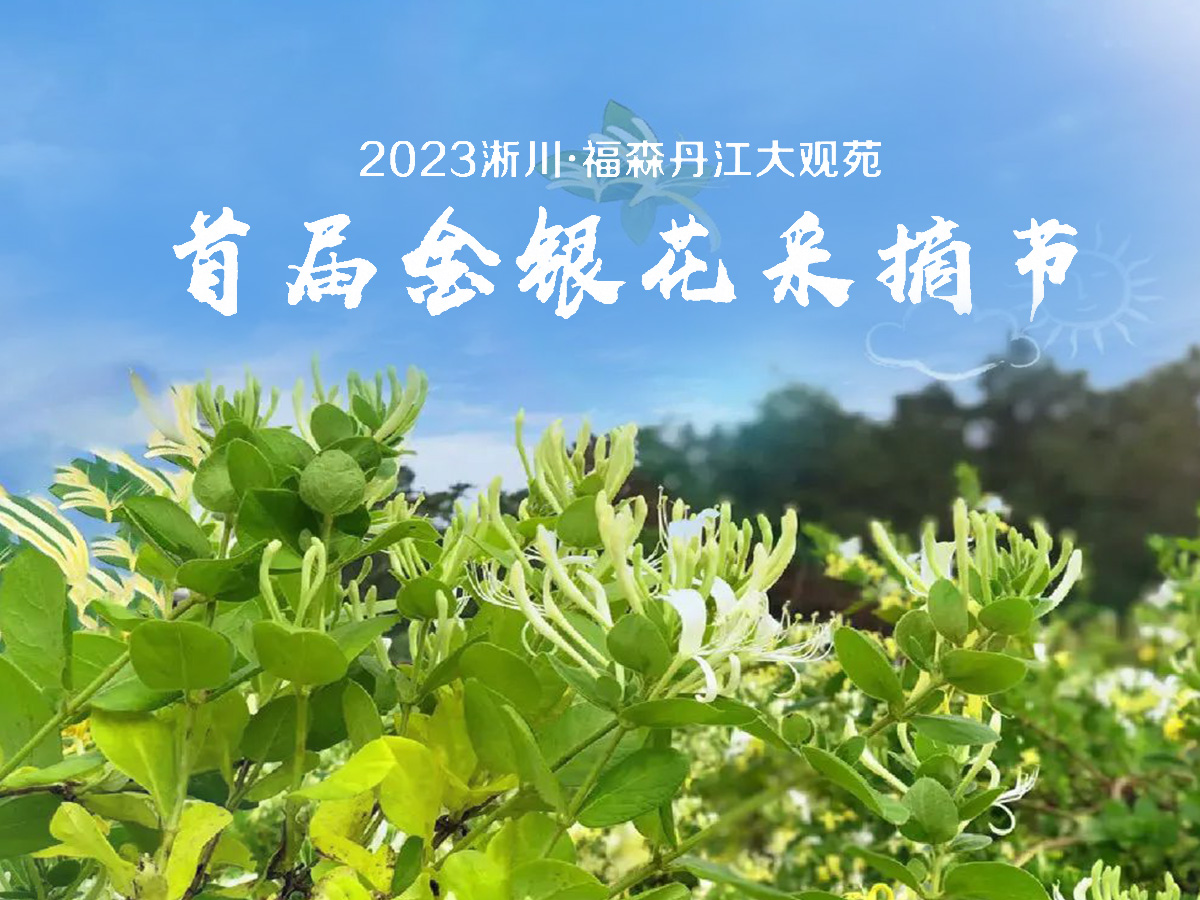 2023丹江大观苑首届金银花采摘节盛大开幕！